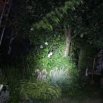 Fenix_nacht Fenix PD20 im Dunkeln